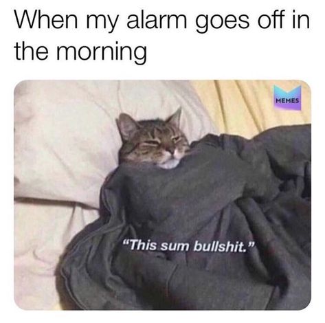 Morning Memes, Sarcasm Only, Work Memes, Memes Humor, Funny Animal Memes, E Card, Work Humor, Robin Hood, What’s Going On