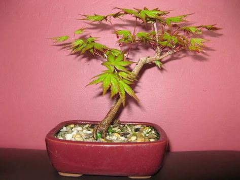 Japanese Maple Varieties, Japanese Maple Bonsai, Chinese Elm Bonsai, Elm Bonsai, Maple Bonsai, Bonsai Tree Care, Bonsai Care, Pine Bonsai, Winter Sets