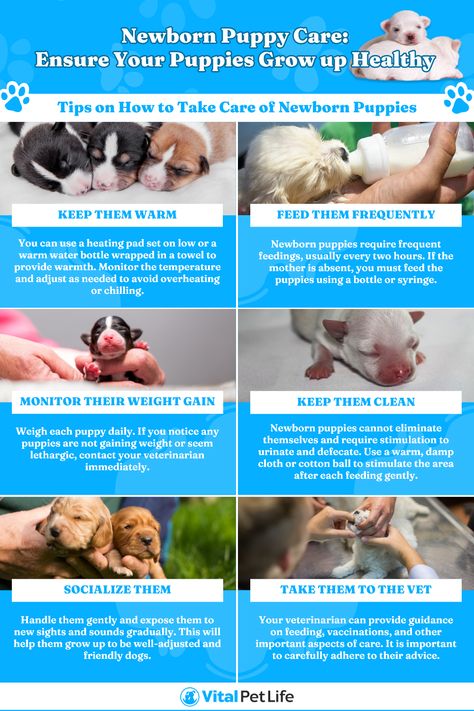 How To Care For Newborn Puppies, Newborn Puppies Care, Breeding Dogs Tips, Fostering Animals, Puppy Breeding, Newborn Puppy Care, Puppy Whelping, Dog Whelping Box, Breeding Business