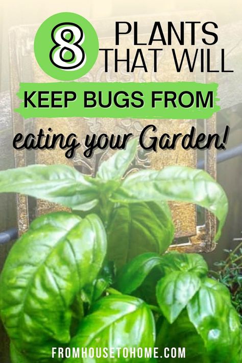 These natural garden pest control ideas are just what I need to keep the aphids and Japanese Beetles from chewing my roses! And I'll have to try some of the companion plants that will help prevent bugs from eating my vegetable garden. Plants That Repel Bugs, Chives Plant, Pest Control Plants, Natural Pesticides, Natural Bug Repellent, Organic Pest Control, Garden Bugs, Japanese Beetles, Companion Plants