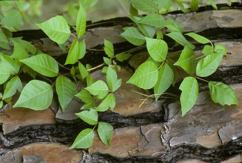 How To Identify Poison Ivy Plants and Rashes Poison Ivy Rash Pictures, Identify Poison Ivy, Poison Ivy Plants, Poison Ivy Rash, Red Rash, Calamine Lotion, Ivy Oak, Ivy Plants, Clear Liquids