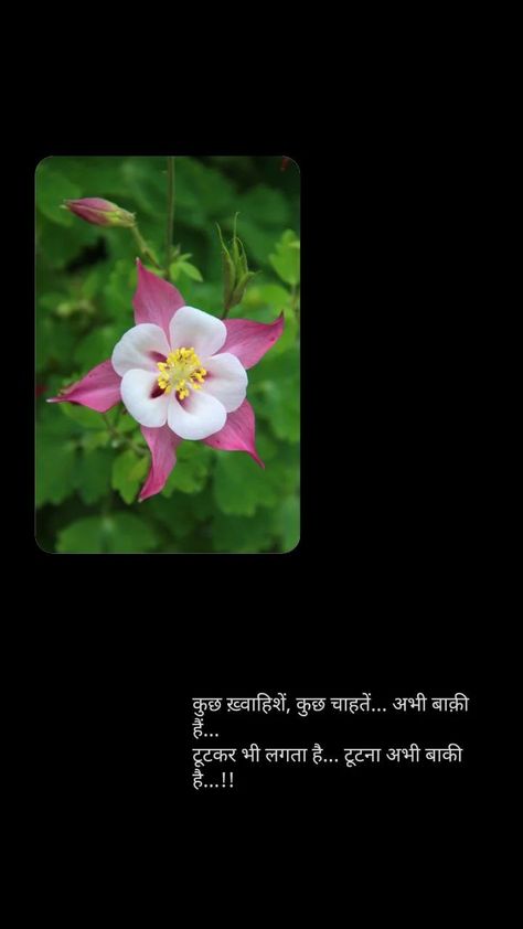 Flower Quotes In Hindi, Flower Captions, Flower Captions For Instagram, Sunset Captions For Instagram, Filmy Quotes, Tea Lover Quotes, Sunset Captions, Nature Photography Quotes, Sunset Quotes Instagram