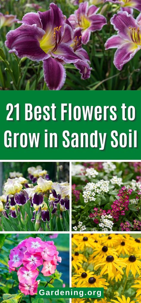 Sandy Soil Plants, Plants For Sandy Soil, Planting In Sandy Soil, Beach Plants, Florida Flowers, Arizona Backyard, Beautiful Flower Garden, Fence Plants, Work Decor