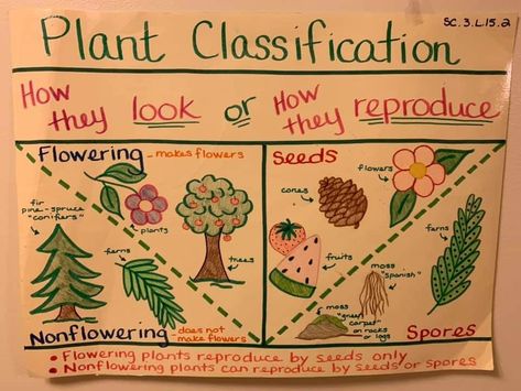 Plant classification anchor chart Non Flowering Plants, Classification Of Plants, Classifying Plants, Plant Classification, Sixth Grade Science, 5th Grade Activities, Science Anchor Charts, Animal Classification, English Learning Books