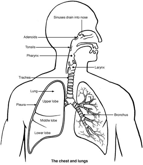 Lungs 2 Chest Anatomy, Lungs Drawing, Respiratory System Anatomy, Human Respiratory System, Biology Diagrams, Lung Anatomy, Lung Sounds, Scientific Drawing, Human Lungs