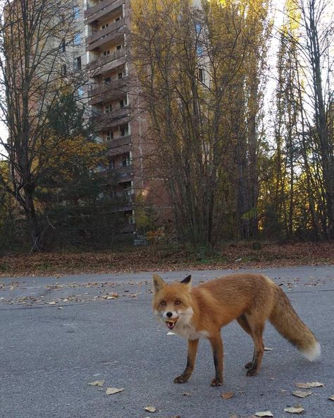 Chernobyl Animals, Project Sketchbook, Europe Vibes, Chernobyl Disaster, We Are Coming, Mr Fox, Chernobyl, March 16, Urban Photography