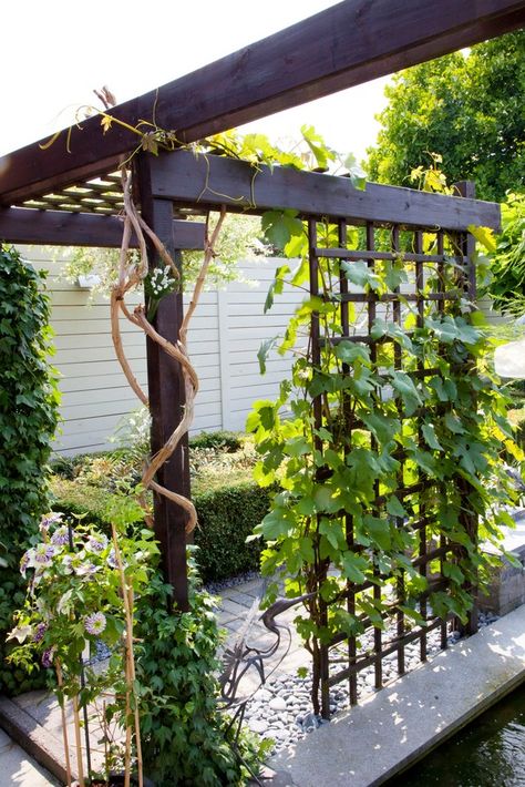 Pergola With Plants, Pergola With Vines, Grape Vine Trellis, Shaker Home, Display Tables, Vine Trellis, Gardening Diy, Plant Display, Backyard Pergola