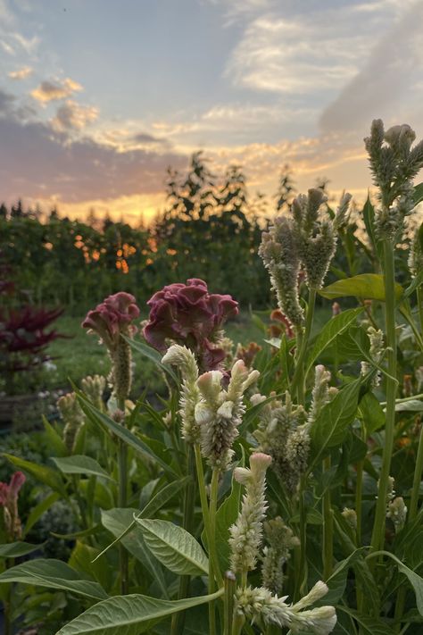 Alyssa Aesthetic, Sunrise Farm, Cut Flower Farm, Psalm 37, Summer Sunset, On The Farm, Flower Farm, The Farm, Cut Flowers