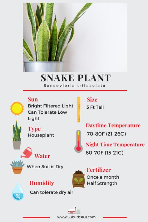 8 Tips on How to Care for Your Snake Plant (Infographic) How Often To Water Snake Plant, Sansevieria Plant Care, How To Care For Snake Plant, Snake Plant Care Indoor, Snake Plant Garden, Snake Plant Problems, Plant Infographic, Caladium Care, Plant Essentials