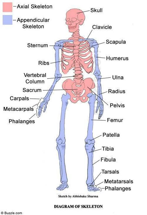 axial appendicular skeleton Human Skeletal System Anatomy, Musculoskeletal System Notes, Axial Skeleton Anatomy, Skeleton Worksheet, Appendicular Skeleton, Skeletal System Anatomy, 206 Bones, Axial Skeleton, Human Skeletal System