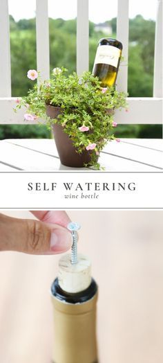 Learn the simplest trick for watering your plants while you�re away. This five minute recycled wine bottle project allows the perfect amount of water flow! #selfwateringwinebottle #winebottle #recycle #wateringplants #travel #vacation Wine Bottle Garden, Bottle Plant, Watering Bulbs, Wine Bottle Project, Self Watering Plants, Add Curb Appeal, Plants In Bottles, Recycled Wine Bottles, Recycled Wine Bottle