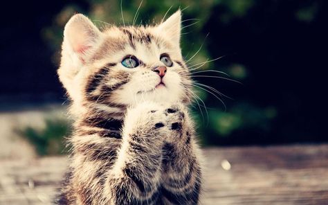 Tiere Katze  Wallpaper Cute Cat Names, Kitten Wallpaper, Newborn Kittens, Praying To God, Please Help Me, Cat Names, Cat Mug, Cute Kittens, Cat Wallpaper