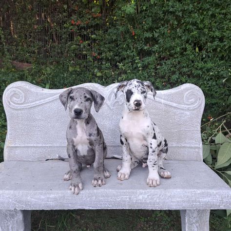 Great Dane Puppy Aesthetic, Great Dane Aesthetic, Black And White Great Dane, Aesthetics Hairstyles, Baby Great Dane, Grey Great Dane, White Great Dane, Diy Foods, Dachshund Breed