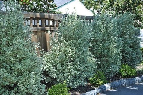 Pittosporum t. 'Wrinkled Blue' - Screen shrub that is more narrow than other Pittosporums Screening Plants, Bell Gardens, Landscape Backyard, Pinterest Garden, Plants For Garden, Mediterranean Plants, Easy Backyard, Landscape Plants, Garden Pictures