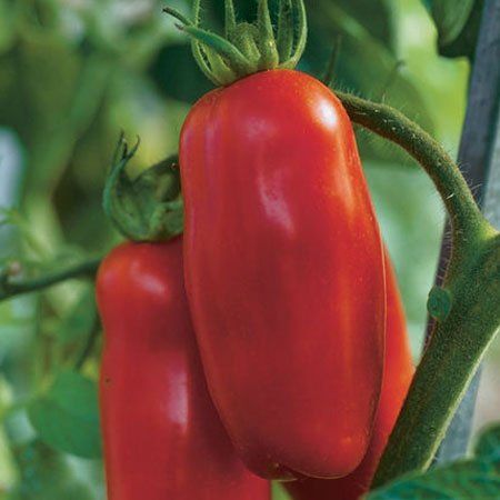 Best Tasting Tomatoes, Growing Tomatoes Indoors, Marzano Tomatoes, Tips For Growing Tomatoes, Growing Organic Tomatoes, Growing Tomato Plants, Tomato Vine, Tomato Farming, Growing Tomatoes In Containers