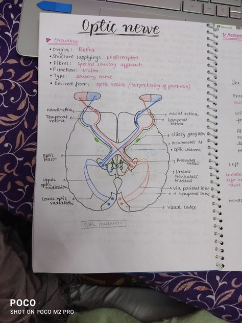 Course of optic nerve Sensory Nerves, Optic Nerve, Nerve Cell, Study Material, Study Aesthetic, Medical Education, Neuroscience, Study Materials, Nerve