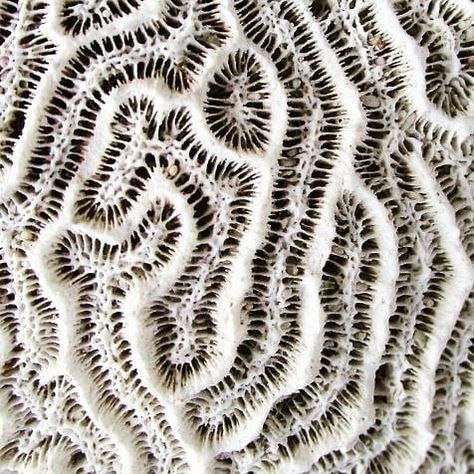 Coline Bavois on Instagram: “Inspiration, dead coral reef #texture #corail #coral #white #embroidery #textileart #web #reseau” Healthy Supper Recipes, Evening Meals, Wholesome Food, Patterns In Nature, Coral Reef, Natural Food, Sea Life, Animal Print Rug, Coral