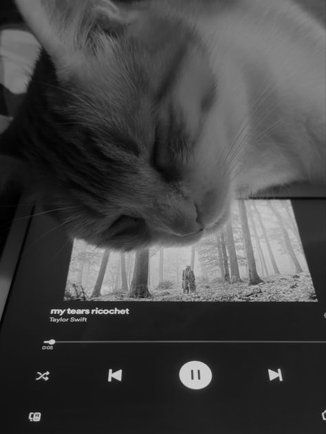 My cat is a folklore baby 🌬️ Cat Folklore, Hailey Core, Sadie Core, Izzy Core, Alex Core, Snow Beach, Ts Albums, Taylor Aesthetic, Puppies Cutest