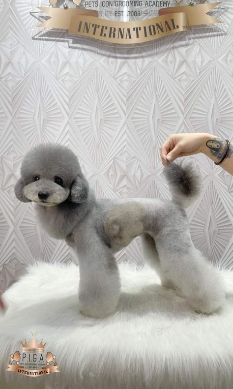 Asian Fusion Grooming Poodle, Asian Fusion Dog Grooming, Asian Fusion Grooming, Toy Poodle Haircut, Puppy Haircut, Poodle Hair, Poodle Haircut, Dog Grooming Styles, Poodle Cuts