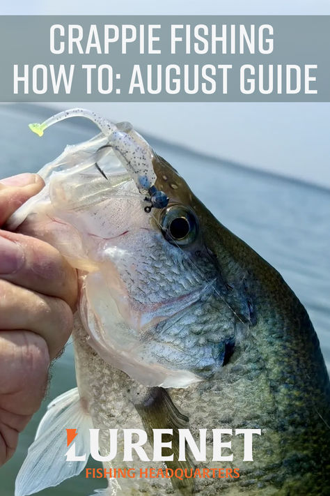 We’ll break down crappie patterns to look for during August and detail how to catch the most fish this time of year. Lake Trout Fishing, Striped Bass Fishing, Best Fishing Lures, Musky Fishing, Bass Bait, Trout Fishing Tips, Winter Fishing, Fishing For Beginners, Bass Fishing Lures