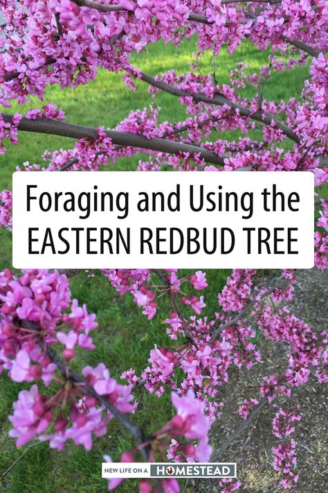 Eastern Redbud Tree, Medicinal Herbs Remedies, Herbs Remedies, Food Forest Garden, Herb Life, Wild Foraging, Tea Remedies, Wild Food Foraging, Eastern Redbud