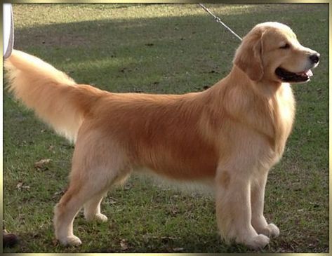 Golden Retriever Short Haircut, Golden Retriever Haircut Styles, Golden Retriever Haircut, Golden Retriever Grooming, Dog Grooming Styles, Puppy Obedience Training, Life Is Golden, Positive Dog Training, Summer Cut