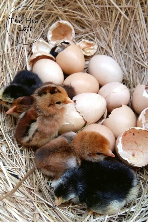 Allowing a broody hen to hatch her own chicks is fun and rewarding. Here's all the tips and information you need to know how to hatch eggs with a broody hen without an incubator. #backyardchickens #poultry #farmanimals #thehensloft Hatching Eggs With A Broody Hen, Animal Eggs, Broody Hen, Chicken Hatching, Heritage Chickens, Hen And Chicks, Farm Lifestyle, Hatching Eggs, Bird Eggs