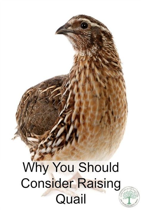 Being an urban homesteader is "vogue" now. But, what if you can't have chickens in your yard? Quail may be the answer! Learn why you should consider raising quail! The Homesteading Hippy Raise Quail, Quail Coop, Raising Turkeys, Raising Quail, Backyard Poultry, Keeping Chickens, Building A Chicken Coop, Mini Farm, Urban Homesteading