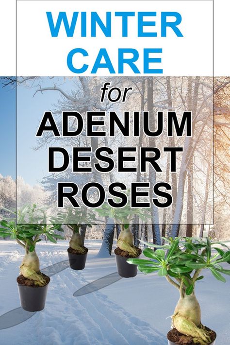 Dessert Rose Plant, Desert Rose Care, Flower Planting Guide, Full Sun Container Plants, Rose Bonsai, Roses Plants, Potted Plants Patio, Dessert Rose, Rose Plant Care