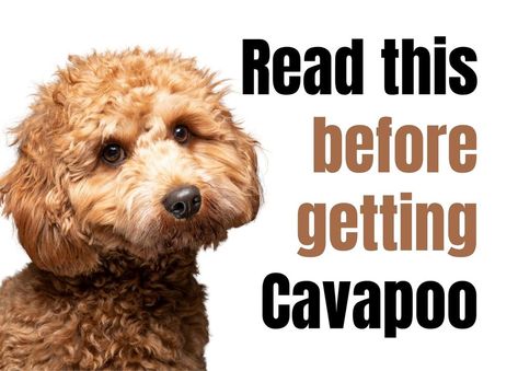 Cavapoo Dogs, Cavapoo Puppy, Cavapoo Puppies, Chihuahua Puppy, Australian Cattle Dogs, Really Cute Dogs, Dog Info, Best Dog Breeds, Fascinating Facts