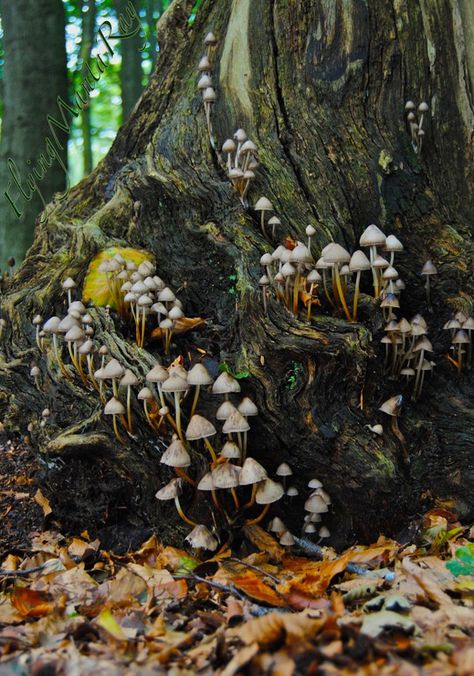 fairy forest Stick Fairy, Fairy Ears, Fairy Village, Mushroom Fungi, Tree Stump, Fairy Land, Fairy Houses, Enchanted Forest, A Group