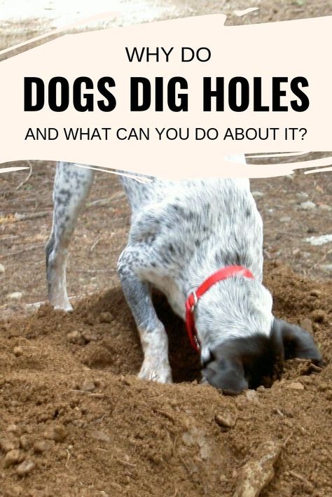 Dog Digging Holes Stop, How To Stop Dogs From Digging, House Dog Ideas, Dogs Bedroom, Dogs Digging Holes, How To Train Dogs, Stop Dog Jumping, Dog Digging, Dog Bad