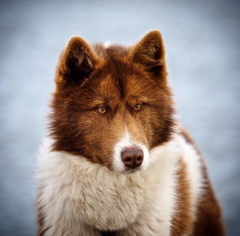 Canadian Eskimo dog. Alaskan Dog Breeds, Canadian Inuit Dog, Mountain Caucasian Dog, Draw Dogs, Dog Reference, Alaskan Noble Companion Dog, Alaska Dog Sledding, Sled Dogs, Sled Dog