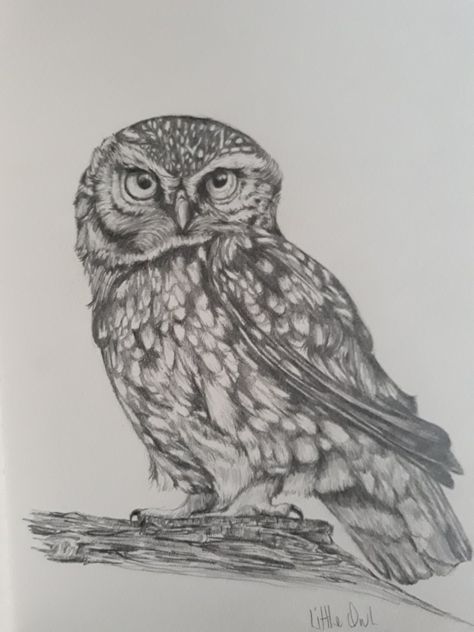 Pencil drawing Drawings Of Owls Pencil, Drawings Of Owls, Owls Drawing, Owl Art, Pencil Drawing, Pencil Art, Bird Art, Owls, Pencil Drawings