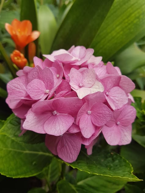 Best Shade Trees, Hydrangea Flower Arrangements, Hydrangeas Art, Watercolor Hydrangea, Very Beautiful Flowers, Pink Flowers Wallpaper, Hydrangea Garden, Green Hydrangea, Beautiful Pink Flowers