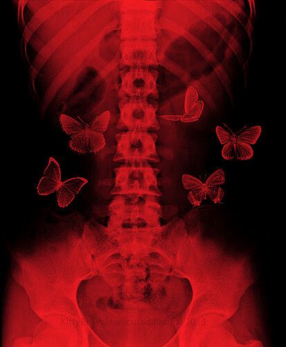 Aesthetic Status, Shreya Ghoshal, Louisville Kentucky, Kentucky, Butterflies, Red