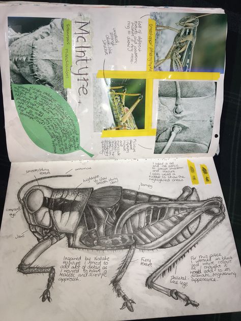 Natalie Mcintyre Art, Insect Project, Insect Craft, Insect Study, Insects Art, Sketchbook Assignments, Sketchbook Layout, Textiles Sketchbook, Summer Journal