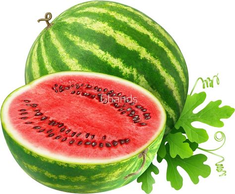 #findyourthing #Watermelons. Die-cut vinyl stickers with beautiful fruits and vegetables for laptops, journals, scrapbooking, kids activities and DIY projects @RedBubble. Watermelon Pictures, Watercolor Styles, Potted Fruit Trees, Watermelon Health Benefits, Fruit Art Drawings, Diy Popsicle Stick Crafts, Watermelon Benefits, Fruit Stickers, Scrapbooking Kids