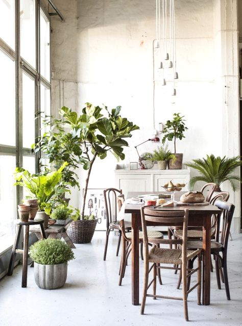 Bringing the outside in & White Walls #decor #decorating #inspiration Indoor Plants Styling, Wall Trends, Off White Walls, Tree House Kids, White Planters, Interior Plants, Table Table, Cozy Place, Home Construction