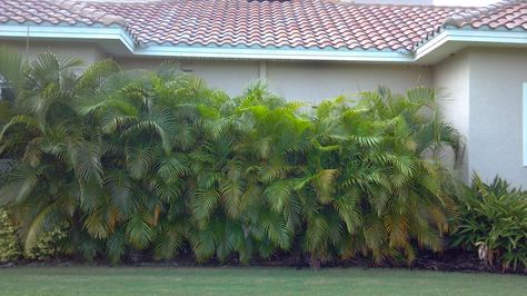 A Quality Plant: Areca Palm used as a screen / Wholesale Areca Palms Palm Tree Nursery, Florida Plants Landscaping, Landscaping Entrance, Diy Backyard Fence, Bright Pink Flowers, Potted Palms, Florida Landscaping, Privacy Landscaping, Areca Palm