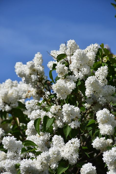 Syringa Vulgaris Tree, White Lilac Bush, White Lilac Aesthetic, White Lilac Tree, Screening Trees, Lilac Syringa, Common Lilac, White Lilacs, Evelyn Rose