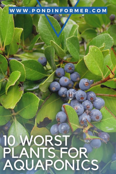 Guide to some of the worst plants for aquaponics, including blueberries, chrysanthemums, potatoes, and more! Hydroponic Potatoes, Hydroponic Blueberries, Aquaponic Gardening With Fish, Hydroponic Gardening With Fish, Deep Water Culture Aquaponics, Growing Melons, Commercial Aquaponics, Ginger Roots, Growing Mint