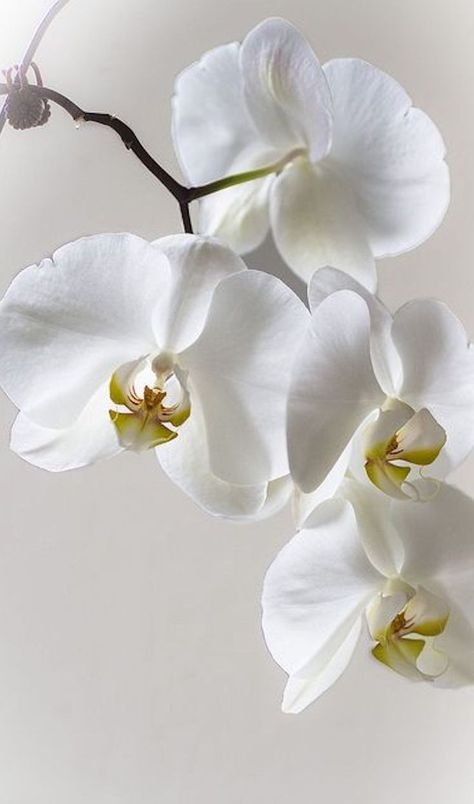 Orchid Care, Beautiful Orchids, White Orchids, Arte Floral, Orchid Flower, Ranunculus, Flower Beauty, Beautiful Blooms, Geraniums