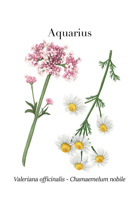 Botanical Illustrations of wild flowers and herbs that represent each zodiac sign. Illustrated by Pauli Diaz. AQUARIUS This sign is related to the legs, the circulatory and nervous system. The associated herbs for this sign are chamomile and valerian, both with relaxing properties. Valerian Flower, Aquarius Flower, Rose Basket, Astrology Aquarius, Love Astrology, Each Zodiac Sign, Botanical Illustrations, Valerian, Zodiac Art