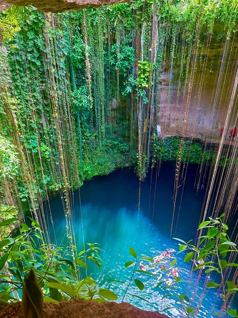 cenote mexique Aztec Princess, Mexico Nature, Mexico Aesthetic, Green Snake, Quintana Roo, Mexico Travel, Travel Aesthetic, Mexico City, Cancun