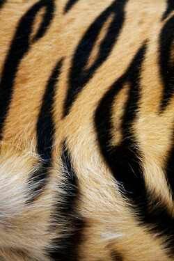 Animal print Tiger Fur, Afrique Art, Tiger Skin, Animal Prints Pattern, Art Texture, Tiger Stripes, African Safari, Animal Skin, Patterns In Nature