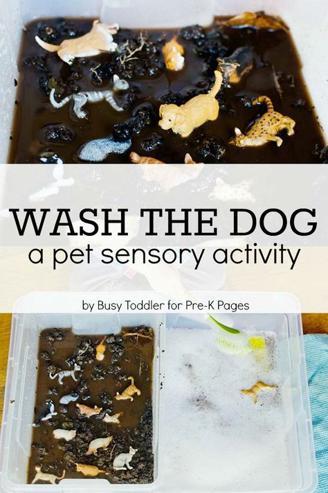 Pet Sensory Activity: Wash the Dog. A fun, hands-on learning activity for your preschool kids! Learn about caring for pets during a pet theme at home or in the classroom. - Pre-K Pages Preschool Pets, Uppfostra Barn, Pet Study, Pets Preschool Theme, Pre K Pages, Pet Theme, Toddler Sensory, Sensory Ideas, Sensory Activity