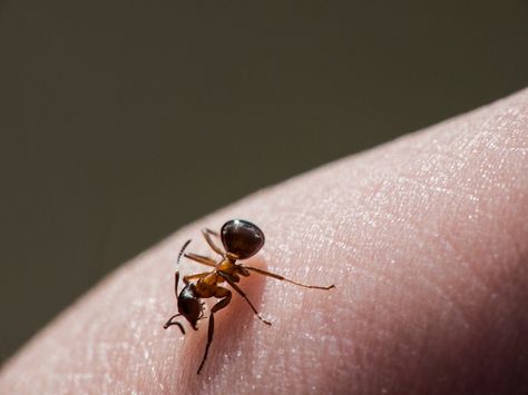 7 Ways to Treat Ant Bites at Home - https://topnaturalremedies.net/home-remedies/7-ways-treat-ant-bites-home/ Fire Ant Bites Relief, Ant Bites Relief, Natural Remedies For Ants, Home Remedies For Ants, Fire Ant Bites, Swelling Remedies, Sugar Ants, Ant Bites, Bite Relief