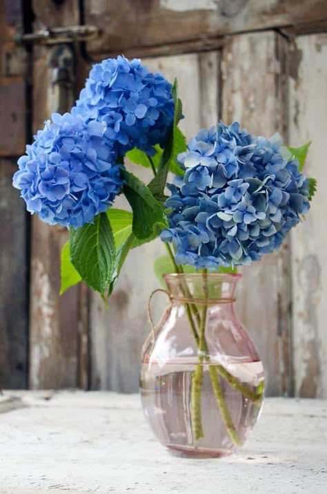 Hydrangea Cottage, Urban Gardening Ideas, Hydrangea Vase, Tattoo Plant, Blue Hydrangea Flowers, Hydrangea Bush, Hydrangea Colors, Hydrangea Care, Growing Hydrangeas