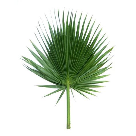 Mexican Fan Palm, Palm Fan, Palm Cross, Sago Palm, Preserved Hydrangea, Palm Branch, Altar Arrangement, Areca Palm, Fan Palm